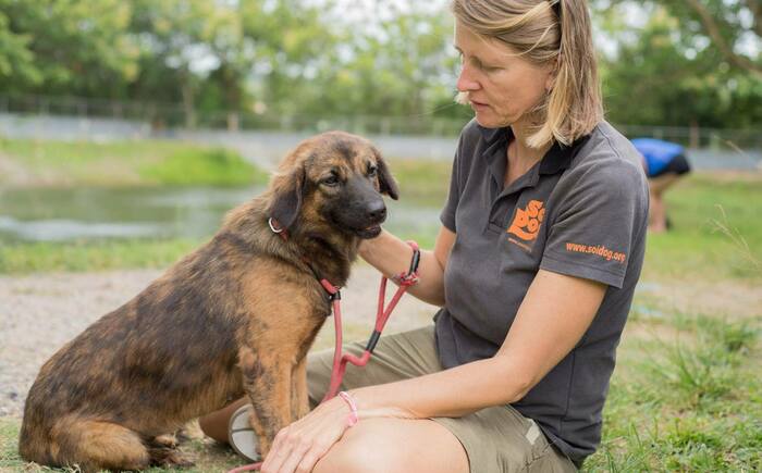 Dog Walkers Yorba Linda Banner