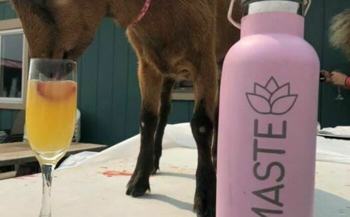 Goat Yoga and Mimosa Brunch Banner