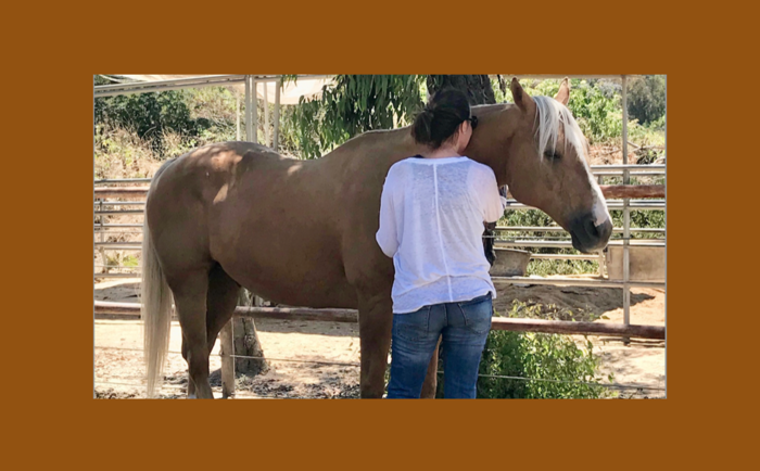Experience Compassion Meditation with Horses Banner
