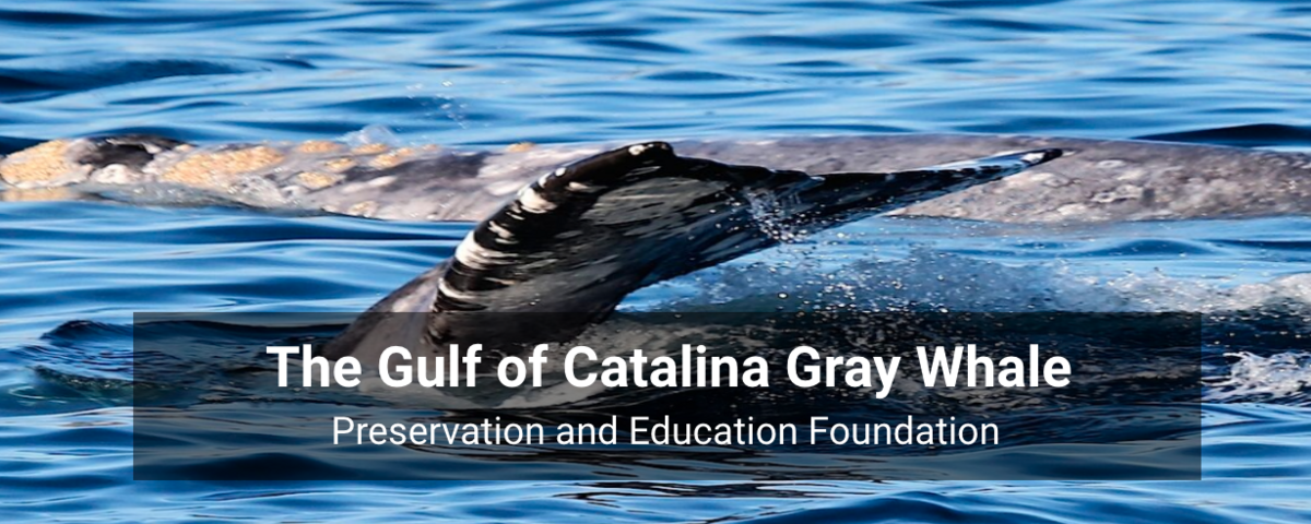 Gulf Of Catalina Gray Whale Preservation And Education Foundation Banner