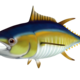 Tuna Level