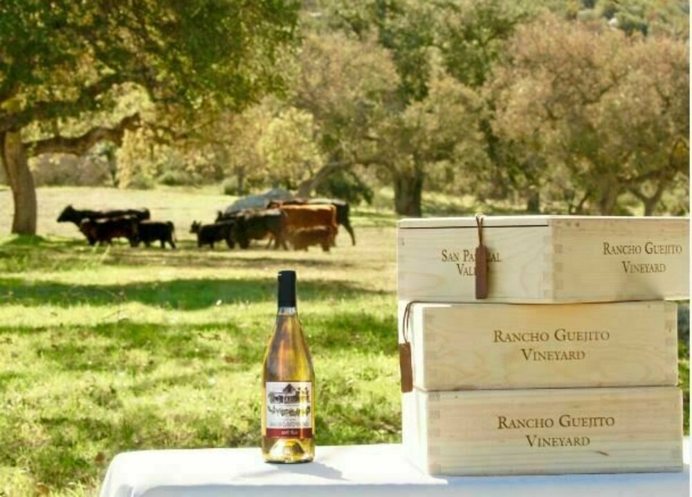 Givsum 6th Annual Wine & Vine Uncorked Carlsbad Wine Tasting Event