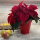 Red Poinsettia Potted Plant