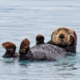 Sea Otter Partner 