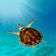 Sea Turtle Partner 